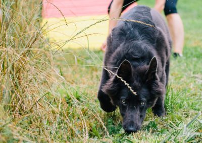 Bagira szkolenie psów behawiorysta - Szkolenie średniozaawansowane