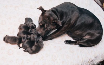 Mali podopieczni z Hodowli Psów Rasowych MACHIRA