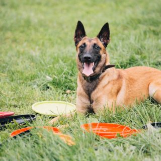 Bagira szkolenie psów behawiorysta - Frisbee