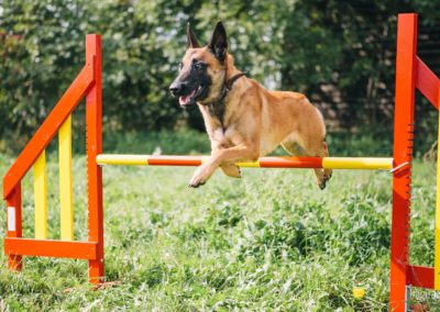 Bagira szkolenie psów behawiorysta - Agility